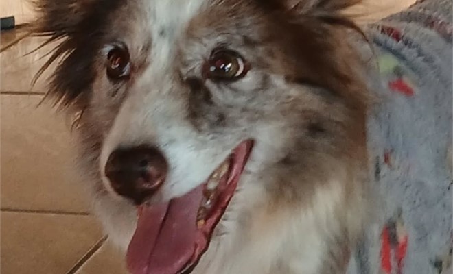 Cinoterapia: um la�o de amor e cura