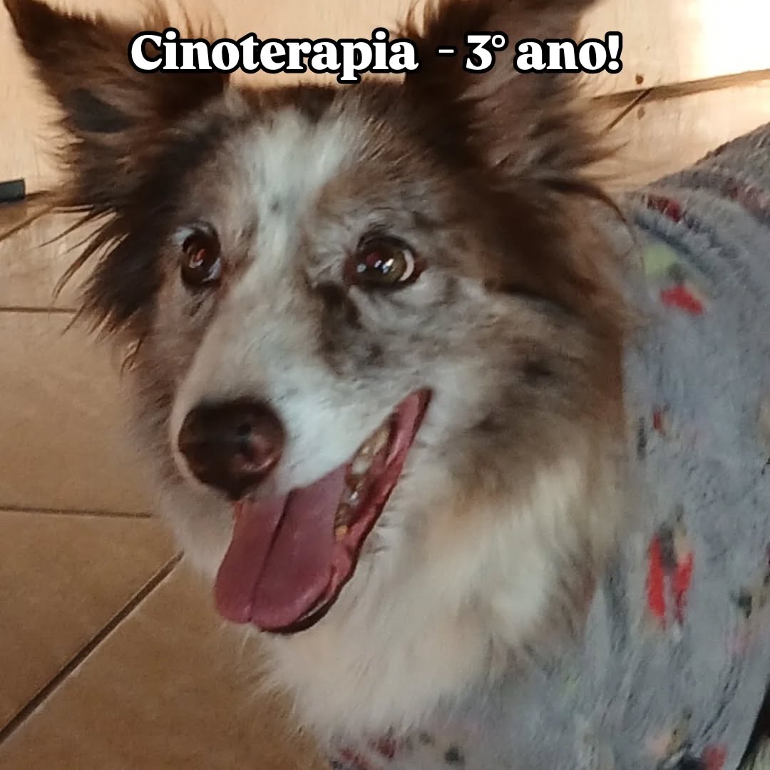 Cinoterapia: um la�o de amor e cura Col�gio Passionista Santa Luzia